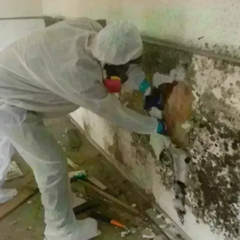 Mold Remediation and Removal in Goshen, AR